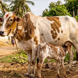 Gaudhanam (Cow & Calf)