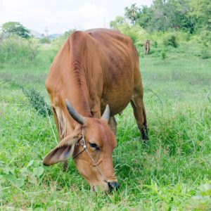 Agathi Keerai Feeding